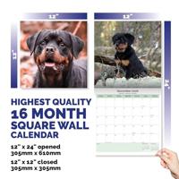 Rottweiler Kalender 2026 - thumbnail