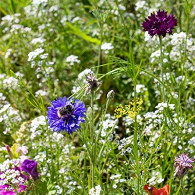OwnGrown bijenweide bloemenmix 100g premium bijenzaden voor kleurrijke hommel- en bijenweiden bijenvriendelijke bloemzadenmix bloemenweidezaden - eenjarig en meerjarig OwnGrown bijenweide bloemenmix 100g premium bijenzaden voor kleurrijke hommel- en bijenweiden bijenvriendelijke bloemzadenmix bloemenweidezaden - eenjarig en meerjarig