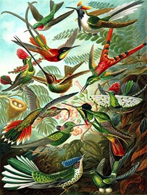 New York Puzzle Company Puzzel Kolibries - 1000 stukjes