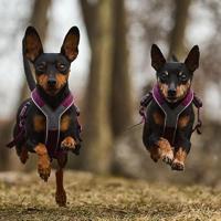 Non-stop dogwear® Hondentuigje Line Harness 5.0, green, Maat: 6 - thumbnail