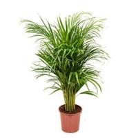 Areca Palm lutescens S kamerplant - thumbnail