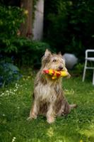 Voer Josera Balance Senior 12,5 Kg - thumbnail