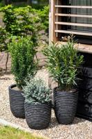 Capi bloempot nature row elegant laag 36x47 cm antraciet krwz782 - thumbnail