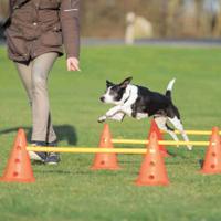 Trixie dog activity hordenset - thumbnail