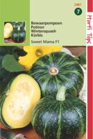 Zaden Pompoenen Nutty Delica F1 Hortitops - Hortitops - thumbnail