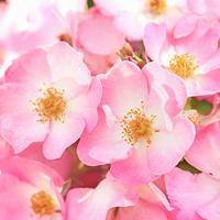 Weleda Wild Rose Smoothing Facial Lotion 30 ml Vochtinbrengende crème - thumbnail