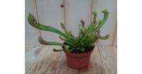 3 stuks! Vleesetende plant Trompetbekerplant Sarracenia Warentuin Natuurlijk - Warentuin natuurlijk - thumbnail