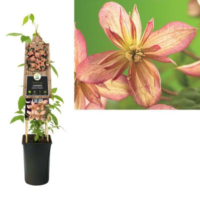 Klimplant Clematis montana Marjorie - Roze Bosrank