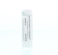 Juniperus communis D6 - thumbnail