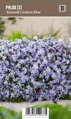 V.I.P.S. Phlox subulata ''Emerald Cushion Blue'' - Kruipphlox (P9)