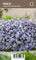 V.I.P.S. Phlox subulata ''Emerald Cushion Blue'' - Kruipphlox (P9) - thumbnail