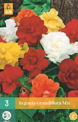 Begonia grandiflora mix 5st bloembol zomer Begonia JUB - Jub