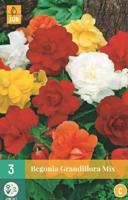 Begonia grandiflora mix 5st bloembol zomer Begonia JUB - Jub - thumbnail