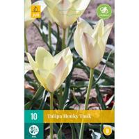 Tulp honky tonk 10 bollen - thumbnail