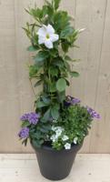 Plastic plantenbak antraciet Dipladenia Mandevilla Sundaville wit met zomerbloeiers blauw h80 cm Warentuin Natuurlijk - Warentuin natuurlijk - thumbnail