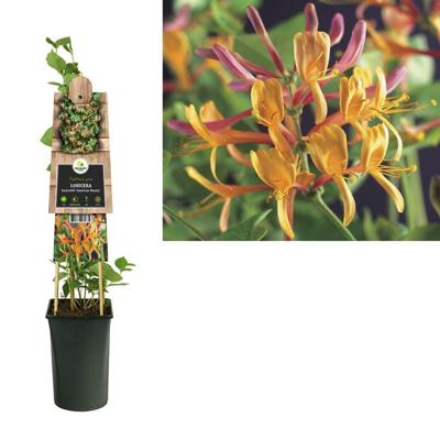 Lonicera hec. 'American Beauty' - Kamperfoelie