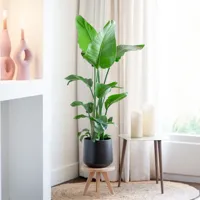 Strelitzia Nicolai - Paradijsvogelplant - P19 - thumbnail