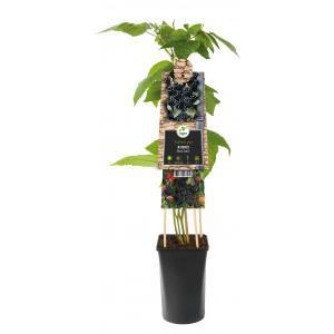 Klimplant Rubus Black Satin - Zwarte Bramen