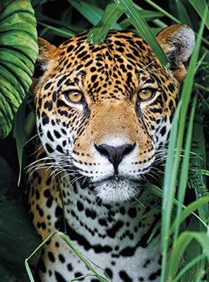 Clementoni puzzel jaguar in de jungle, 500st.