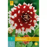 Dahlia duet 1st bloembol zomer Dahlia JUB - Jub - thumbnail