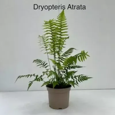 Tuinplant Niervaren Dryopteris Atrata Tuinplant Niervaren Dryopteris Atrata