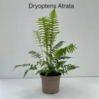 Tuinplant Niervaren Dryopteris Atrata - thumbnail