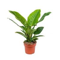 Philodendron imperial green S kamerplant - thumbnail