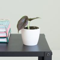 Alocasia Azlanii - P6 - thumbnail