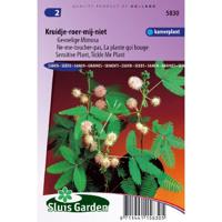 Mimosa Pudica zaden Kruidje-Roer-Me-Niet - thumbnail
