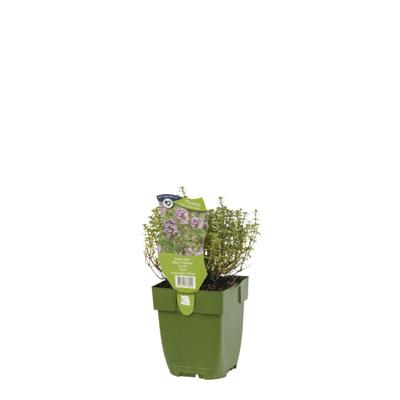 Bonte tijm kruid Thymus vulgare Silver Posie Griffioen - Griffioen Bonte tijm kruid Thymus vulgare Silver Posie Griffioen - Griffioen