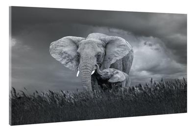 Schilderij - Moeder en baby olifant, Zwart-Wit, 2 maten, Premium print