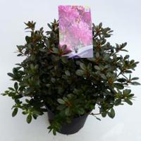 Rododendron (Rhododendron Japonica "Purpurtraum") heester - 30-35 cm - 1 stuks - thumbnail