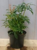 2 stuks! Pieris 30 cm Warentuin Natuurlijk Rotsheide - Warentuin natuurlijk - thumbnail