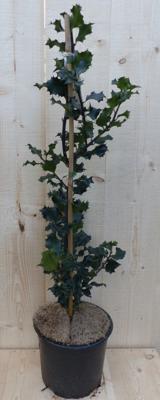 Hulst zwart/groen 80 cm Ilex Warentuin Natuurlijk - Warentuin natuurlijk