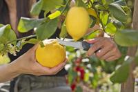 GARDENA 12211-20 Tuinmes - thumbnail