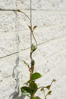 Nature Draadset voor klimplanten 10 meter