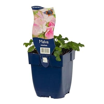 Malva moschata vaste plant Griffioen - Griffioen