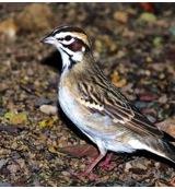 Animal Essences Sparrow (mus) 30 Milliliter