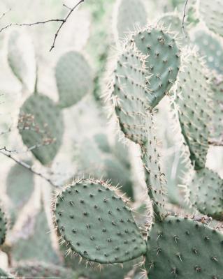 Cactus Poster 40x50cm Cactus Poster 40x50cm