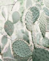 Cactus Poster 40x50cm - thumbnail