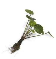 Siertak Pilea bush with roots - thumbnail