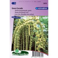 Amaranthus Caudatus zaden Green Cascade - thumbnail