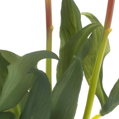 Paeony Marlie bundle a 3 pcs pink 48 cm kunstbloem Erutan Avon - Erutan avon Paeony Marlie bundle a 3 pcs pink 48 cm kunstbloem Erutan Avon - Erutan avon