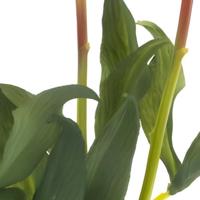 Paeony Marlie bundle a 3 pcs pink 48 cm kunstbloem Erutan Avon - Erutan avon - thumbnail