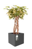 Elho Pure soft brick Wheels 49x49x49cm vierkante plantenbak antraciet - thumbnail