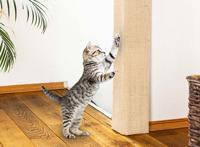 Hi Katten krabmat - 80x28x1 cm - Zandkleur - thumbnail