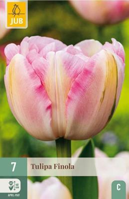 Tulp Finola 7 bollen