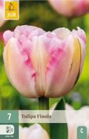 Tulp Finola 7 bollen - thumbnail