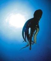 Animal Essences Octopus 30 Milliliter - thumbnail