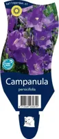 Campanula persicifolia vaste plant Griffioen - Griffioen - thumbnail